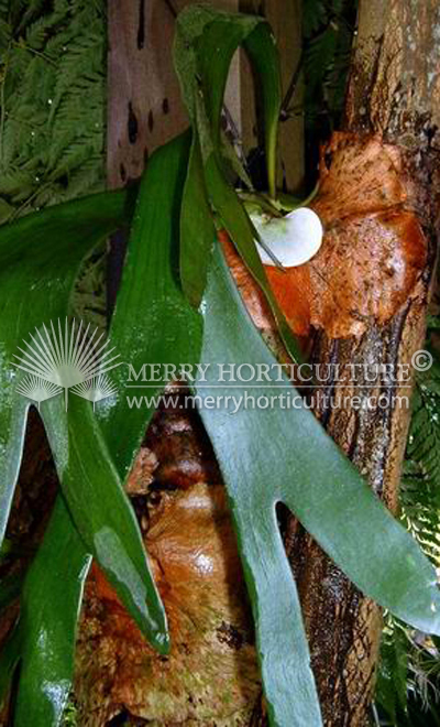 Platycerium  bifurcatum